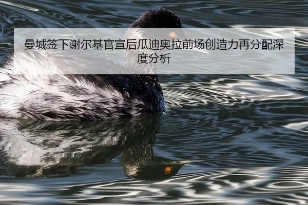 曼城签下谢尔基官宣后瓜迪奥拉前场创造力再分配深度分析